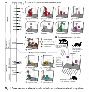 Diagrams of the Rubik’s Cube-like method the team created in order to visually see how past and present mammals fill a certain type of role or eco-cell in their ecospace.