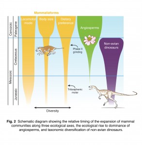 Diagram showing the relative expansion of mammal communities.