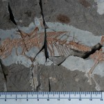 Well-preserved fossils ― like this Yanoconodon allini (Specimen No.: NJU P06001; Formation: Yixian; Age: 122.2–124.6 million years ago; Provenance: China) ― enabled the team to infer ecology of these extinct mammal species and look at changes in mammal community structure during the last 165 million years.
