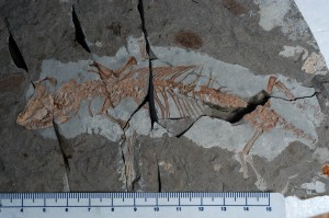 Well-preserved fossils ― like this Yanoconodon allini (Specimen No.: NJU P06001; Formation: Yixian; Age: 122.2–124.6 million years ago; Provenance: China) ― enabled the team to infer ecology of these extinct mammal species and look at changes in mammal community structure during the last 165 million years.