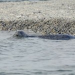 seal in lake