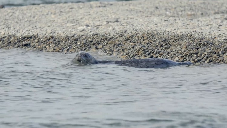 seal in lake