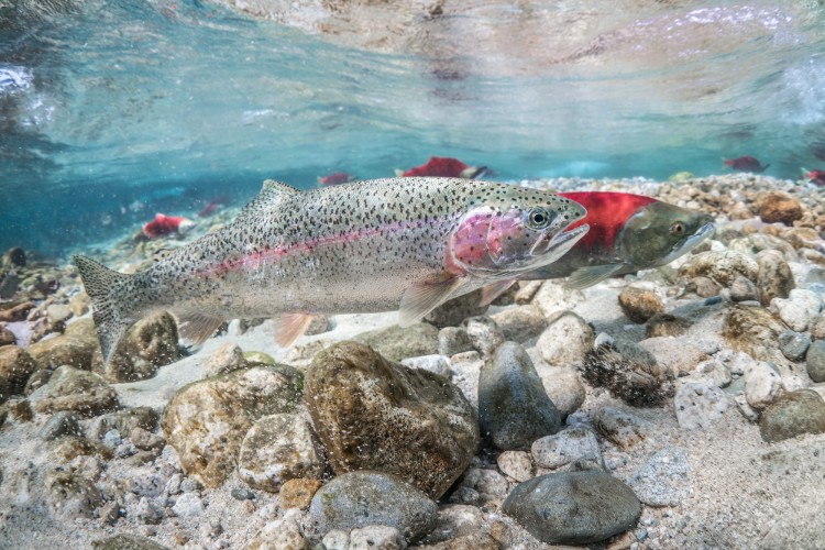 rainbow trout and sockeye salmon in lake