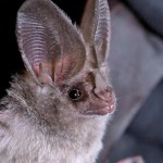A close-up image of a California leaf-nosed bat.