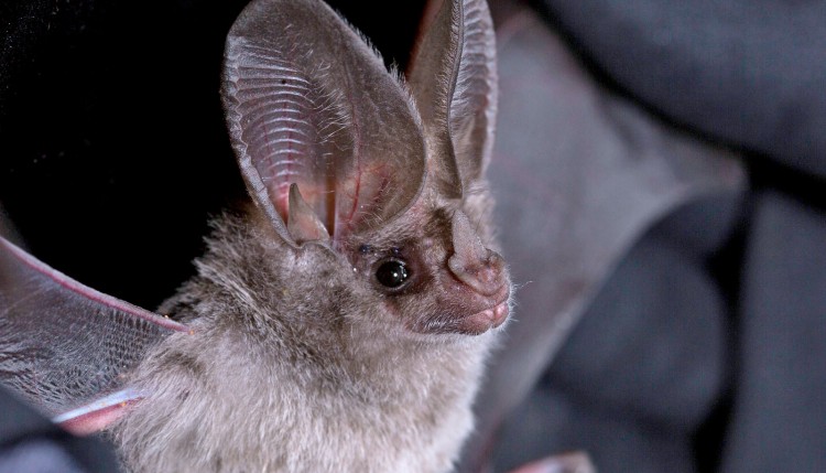 A close-up image of a California leaf-nosed bat.