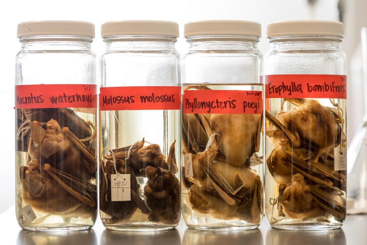 Bats preserved for study.
