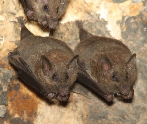Image of bats in their natural habitat.