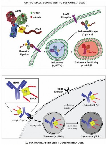 The top illustration shows a synthetic polymer that enables an antibody to partially bypass capture in endocytosis and endosomal tracking. In the revised version below, after the author's visit to the UW Design Help Desk, the synthetic polymer is emphasized with color while unnecessary details are simplified. The cellular boundaries also were simplified, and components and processes labeled more directly.