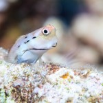 small fish looks out cautiously