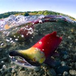 A spawning sockeye salmon.