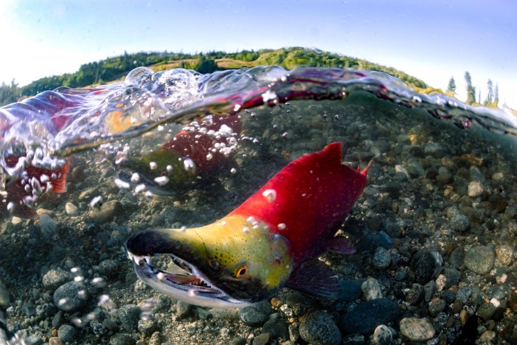 A spawning sockeye salmon.