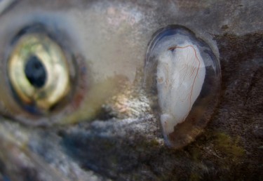 an otolith in a fish