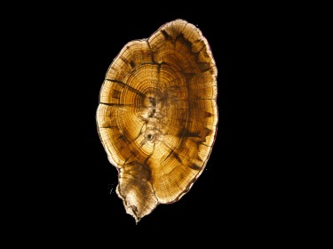 otolith showing growth rings