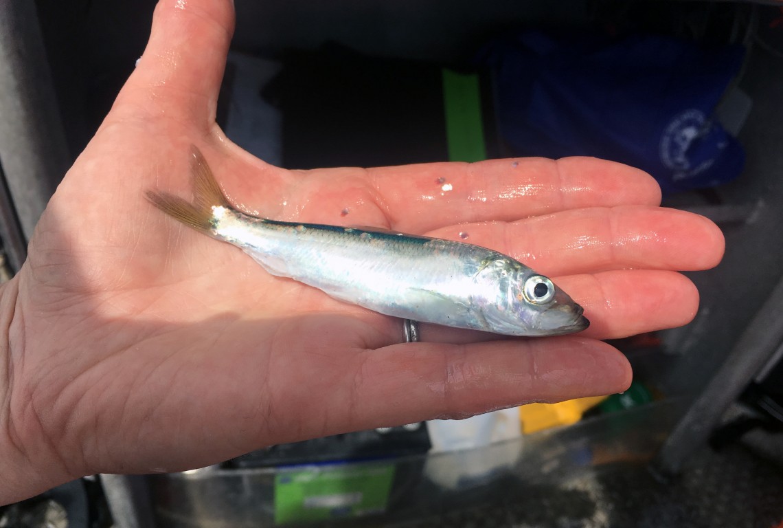 Young herring ‘go with the older fish’ a key finding in Ocean Modeling