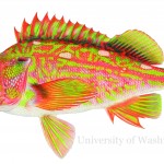 rockfish illustration