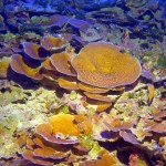 corals in the mesophotic zone