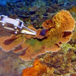 It uses a pincher like hand to grasp a piece of fan shaped coral.