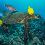 green sea turtle
