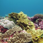 coral reef