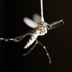 A close-up image of a mosquito