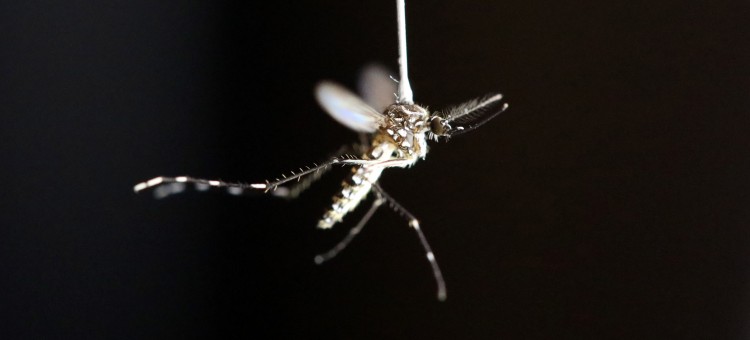 A close-up image of a mosquito