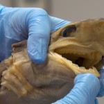 Latex gloved hands holding head of preserved baby sixgill shark.