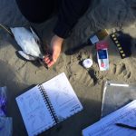 bird and measuring tape on sand
