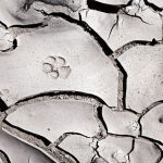 paw print on cracked mud