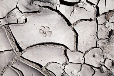 paw print on cracked mud