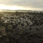 Dawn in Willapa Bay in 2015, showing oysters on a tidal flat.