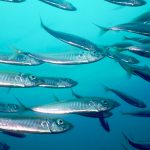 fish swimming