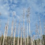 Dead trees