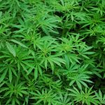 Marijuana plants