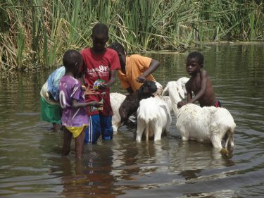 children washing sheep