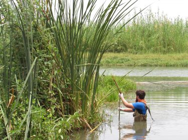 sampling for snails