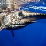 closeup of swordfish