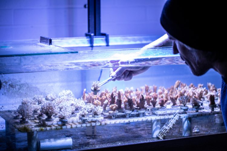 A researcher uses a tool to take a small coral out of a tank filled with them