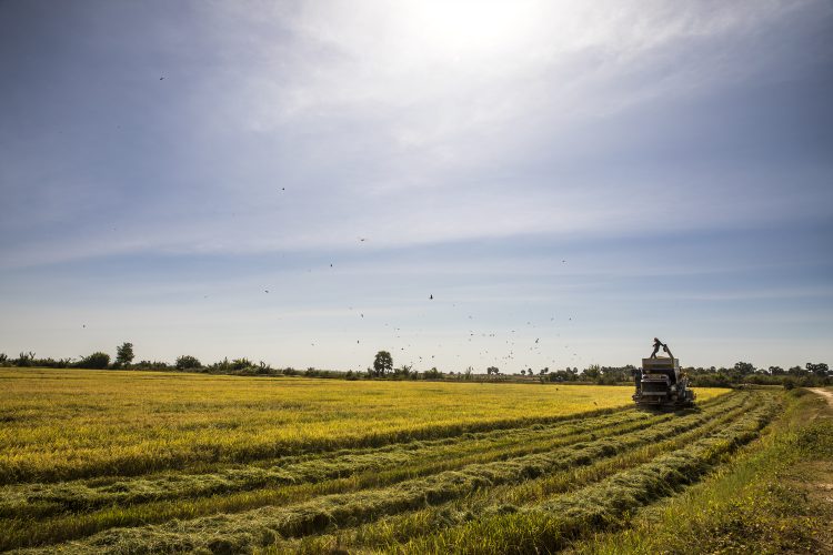 harvesting rice in a rice field