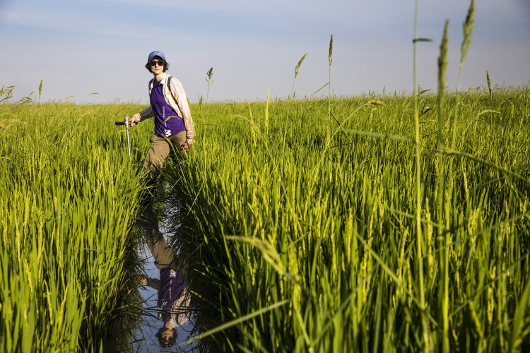 A researcher walking through a rice field