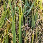 closeup of rice grains on rice plants