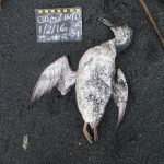 dead common murre