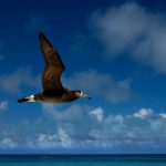 black bird with blue sky