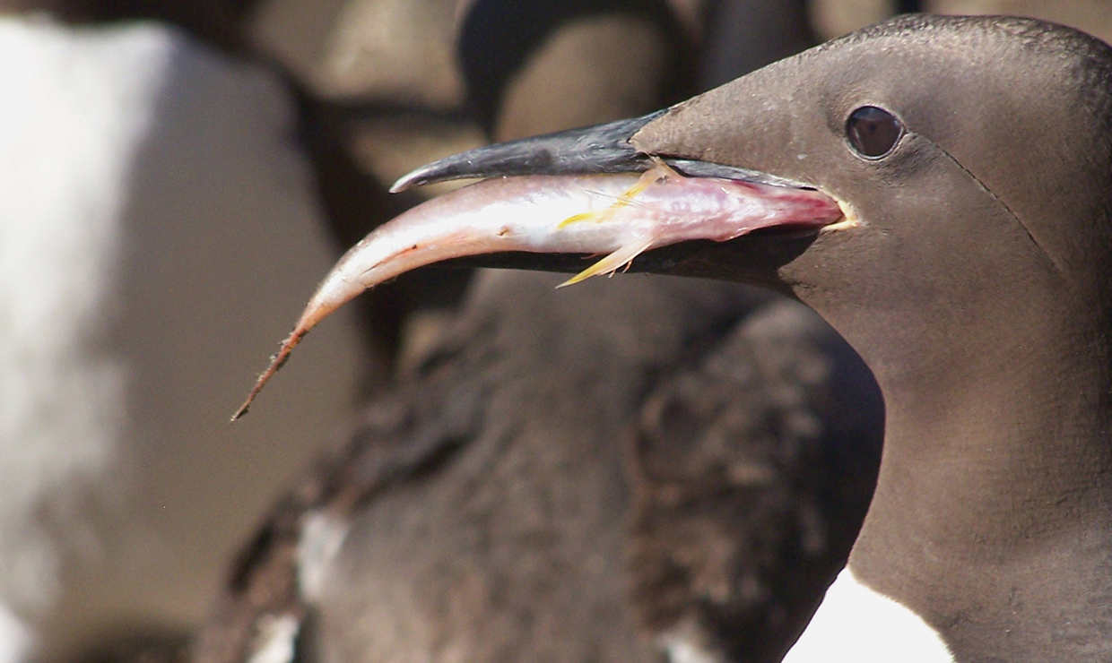 ‘The blob,’ food supply squeeze to blame for largest seabird die-off