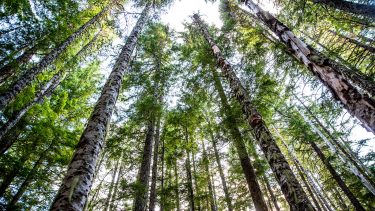 Trees on Mount Rainier