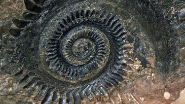 Closeup of fossil