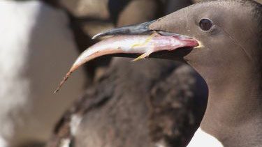 Common murre bird