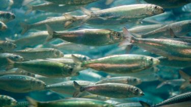 Schooling herring fish
