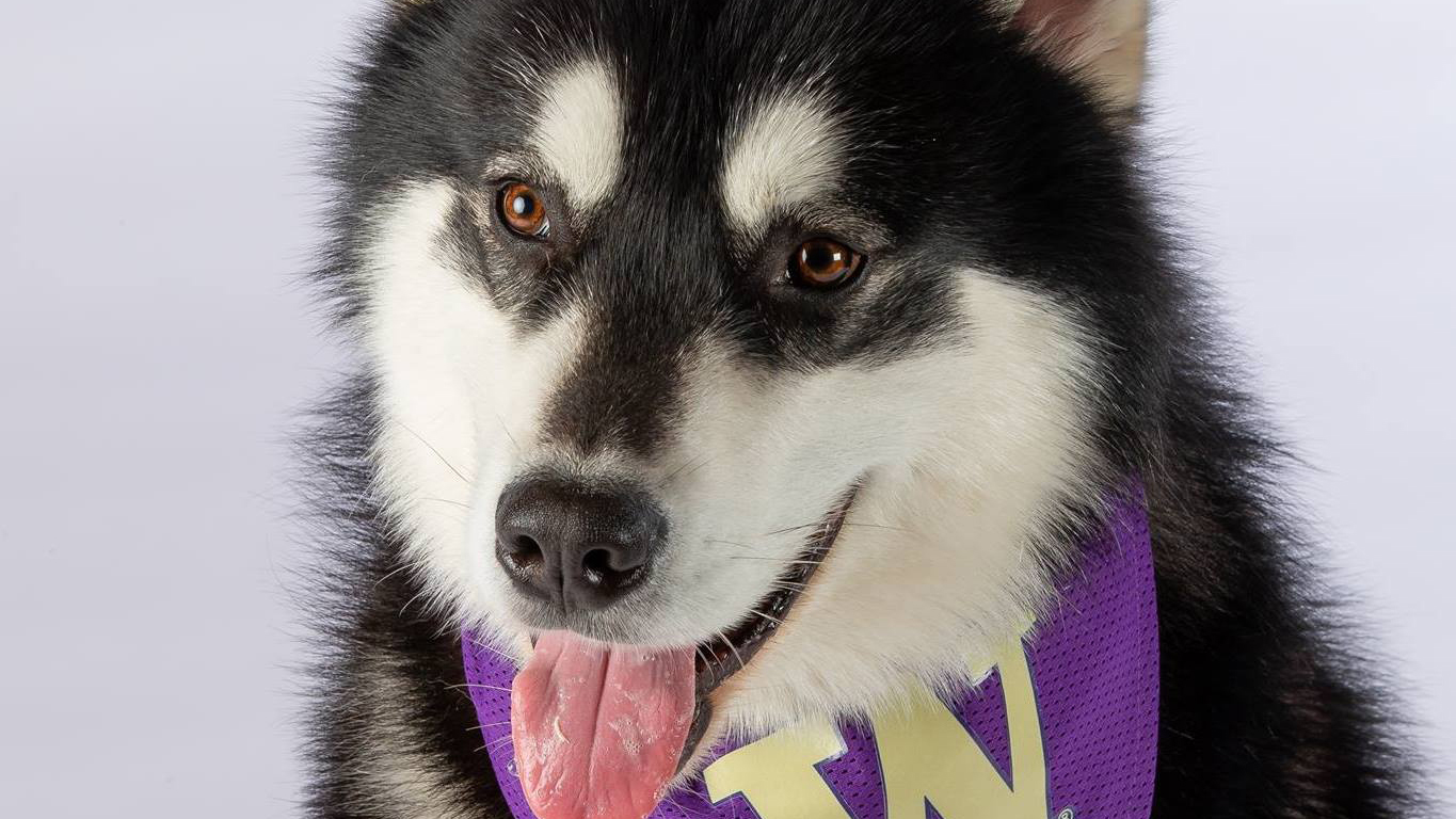 dog with his tongue out