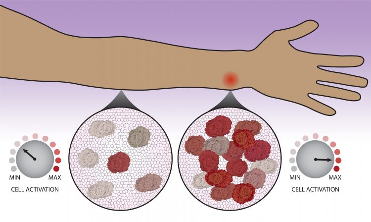 An illustration showing immune system cells migrating to a wound site.