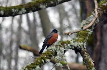 robin
